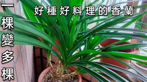 班蘭葉種植方法|【斑蘭葉種植】梁祖堯教你斑蘭葉種植 輕鬆打造香氣四溢的家